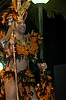 CarnavalSitges2012_0735.jpg