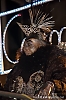 CarnavalSitges2014_4_1912_v2.jpg