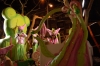carnaval_vendrell0525.JPG