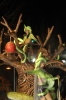 Carnaval_Vilafranca_2010_0315.JPG