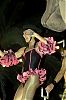 CarnavalSitges2011_0774.jpg