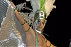CarnavalSitges2011_1528_NEF.jpg